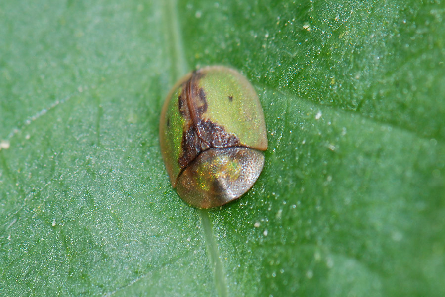 Cassida vibex oppure Cassida inopinata